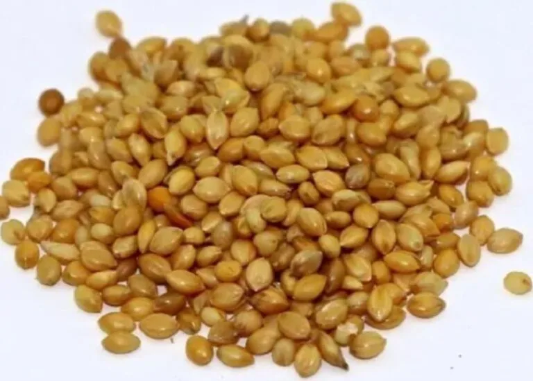 Foxtail millet