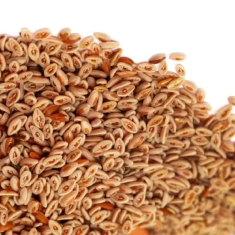 Psyllium seed